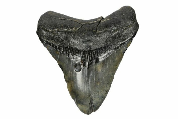 Fossil Megalodon Tooth - South Carolina #168148